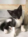 Gatinhos para adoção