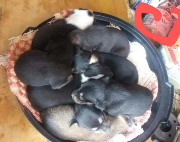 Cachorro raça Montenegrin idade 2 a 6 meses nome Não tem nome