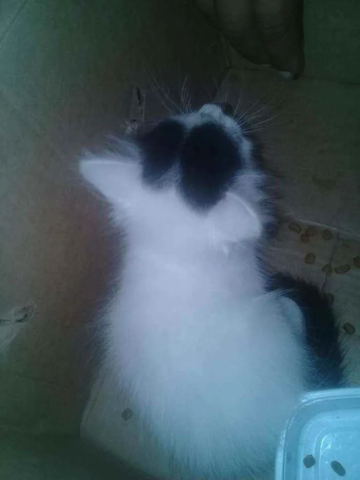 Gato raça Sem raça  idade 2 a 6 meses nome Mel e Faísca 