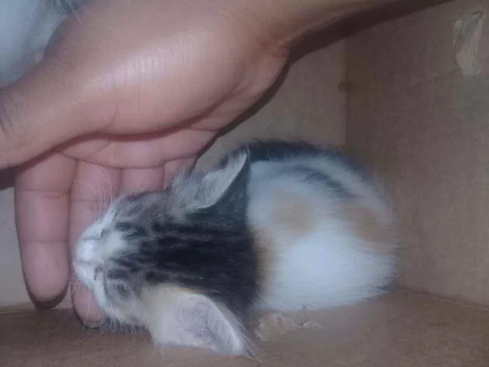 Gato raça Sem raça  idade 2 a 6 meses nome Mel e Faísca 