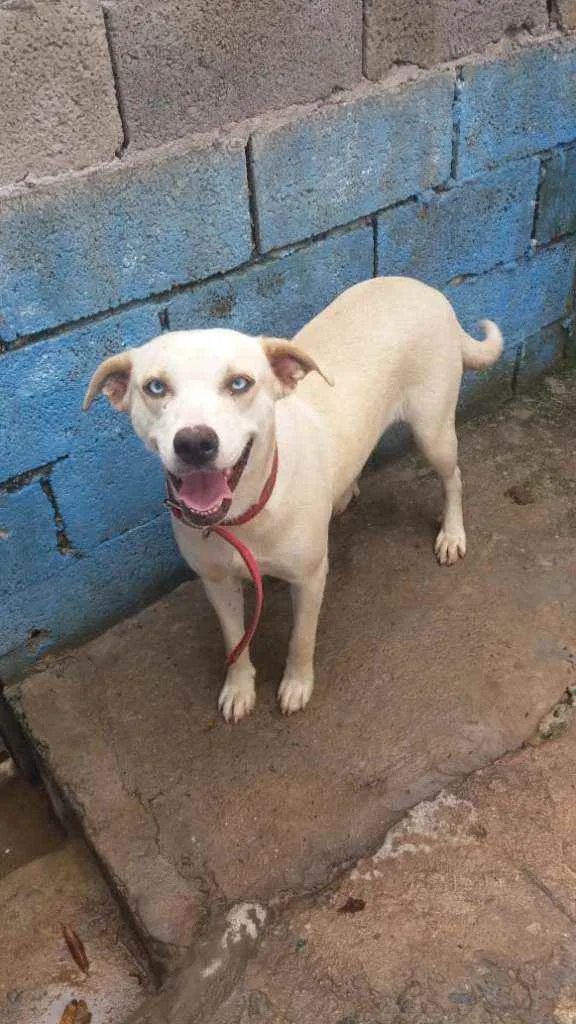 Cachorro raça RND idade 1 ano nome Shakira