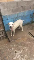Cachorro raça RND idade 1 ano nome Shakira