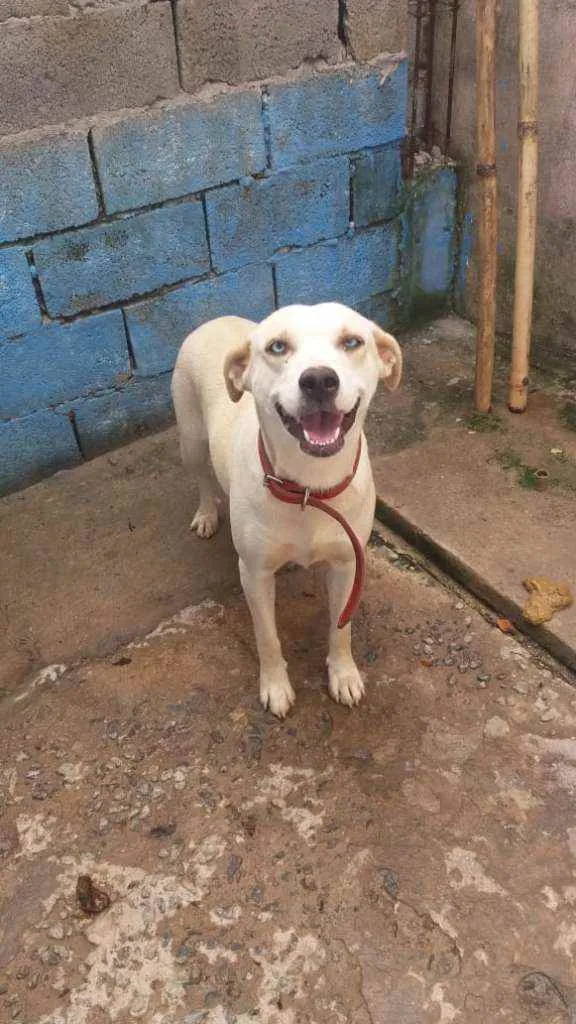 Cachorro raça RND idade 1 ano nome Shakira