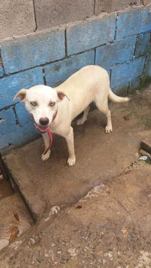 Cachorro raça RND idade 1 ano nome Shakira