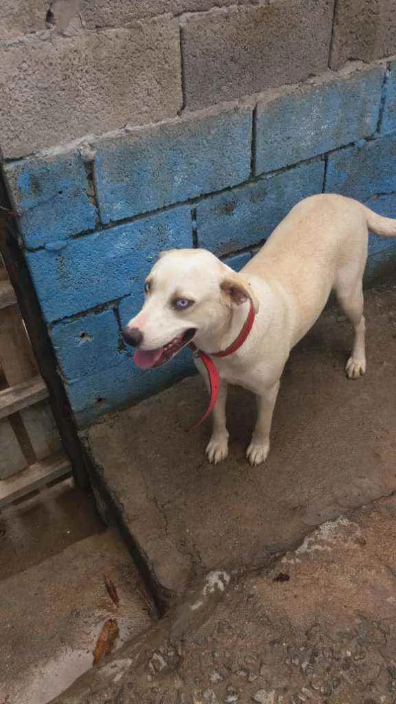 Cachorro raça RND idade 1 ano nome Shakira