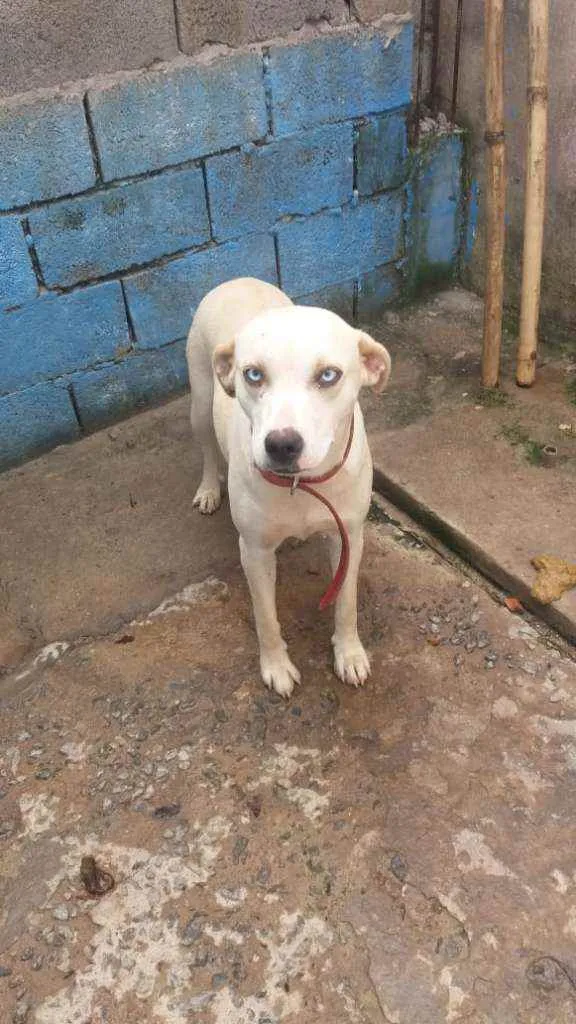 Cachorro raça RND idade 1 ano nome Shakira