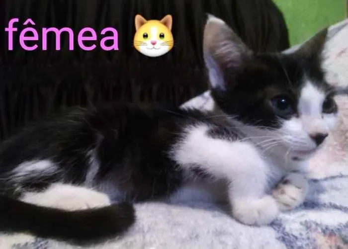 Gato ra a SRD idade 2 a 6 meses nome Romana 