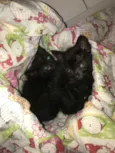 Salem e Sabrina