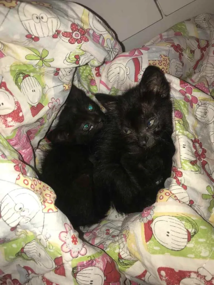 Gato ra a Srd idade 2 a 6 meses nome Salem e Sabrina