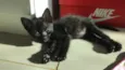Salem e Sabrina