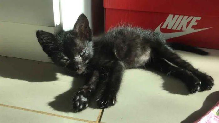 Gato ra a Srd idade 2 a 6 meses nome Salem e Sabrina