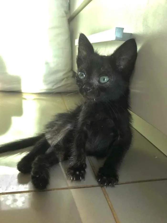 Gato ra a Srd idade 2 a 6 meses nome Salem e Sabrina