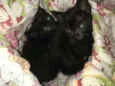 Salem e Sabrina