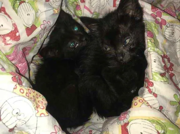 Gato ra a Srd idade 2 a 6 meses nome Salem e Sabrina