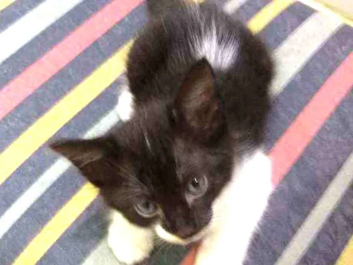 Gato ra a Sem raça  idade Abaixo de 2 meses nome Gatinhos para adoção