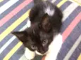 Gatinhos para adoção