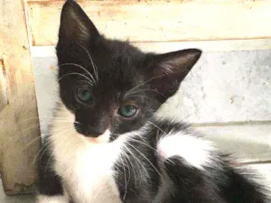 Gato raça Sem raça  idade Abaixo de 2 meses nome Gatinhos para adoção