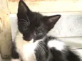 Gatinhos para adoção