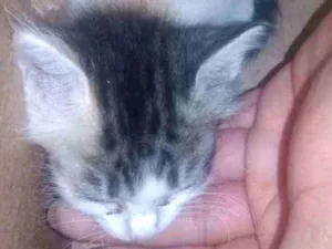 Gato raça Sem raça  idade 2 a 6 meses nome Mel e Faísca 