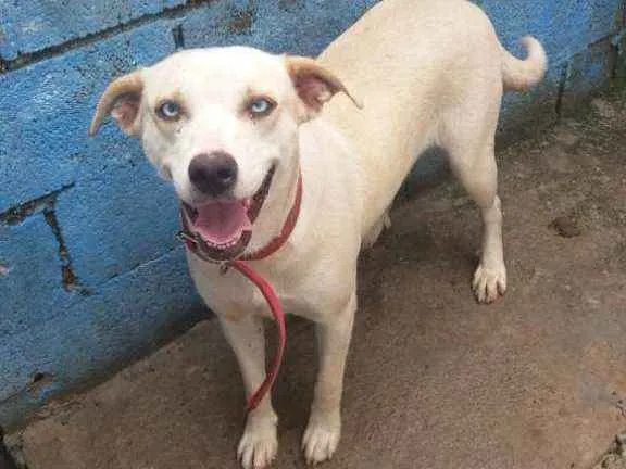 Cachorro raça RND idade 1 ano nome Shakira