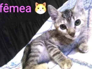 Gato raça SRD idade 2 a 6 meses nome Tina 