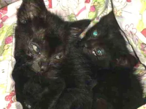 Gato raça Srd idade 2 a 6 meses nome Salem e Sabrina