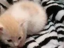 Gato raça Srd idade Abaixo de 2 meses nome Sem nome