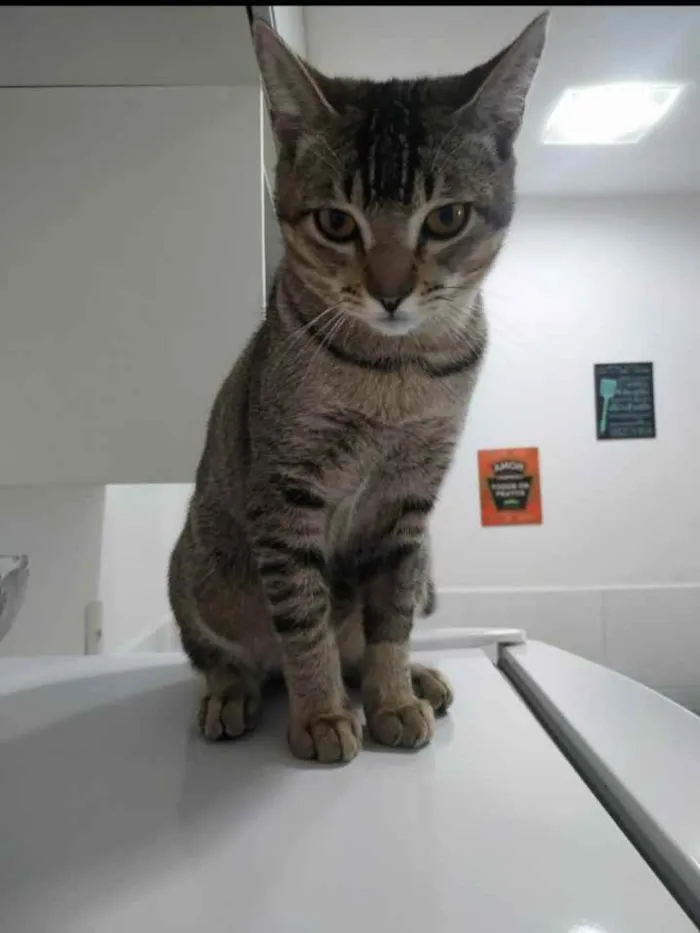 Gato raça Gato  idade 7 a 11 meses nome Ozzy 