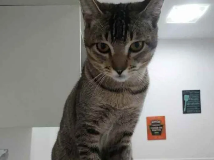Gato raça Gato  idade 7 a 11 meses nome Ozzy 