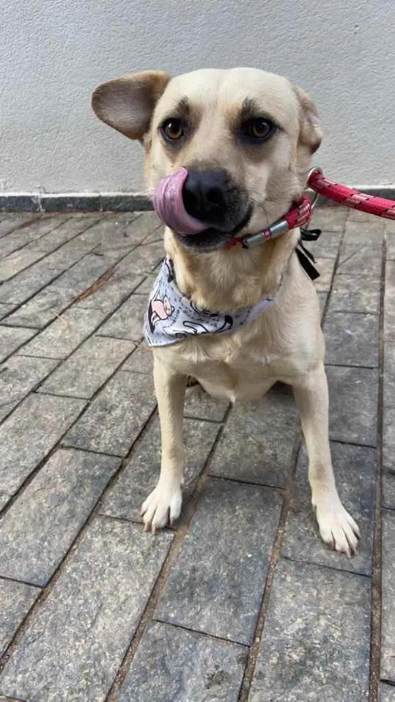 Cachorro raça Vira-lata idade 1 ano nome Pedro