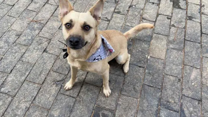 Cachorro raça Vira-lata idade 1 ano nome Pedro