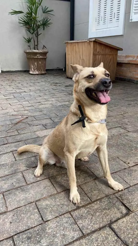 Cachorro raça Vira-lata idade 1 ano nome Pedro