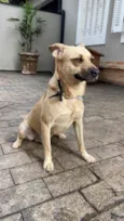 Pedro