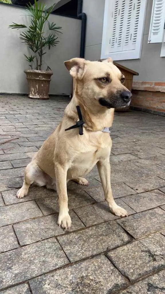 Cachorro raça Vira-lata idade 1 ano nome Pedro