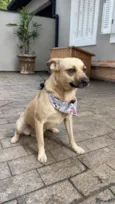 Pedro