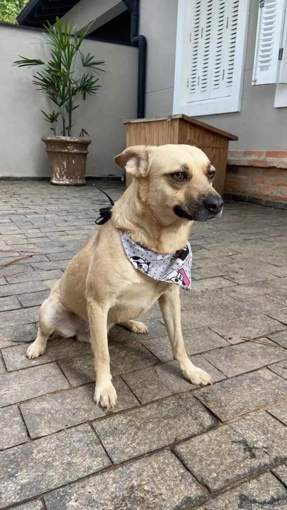 Cachorro raça Vira-lata idade 1 ano nome Pedro