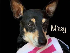 Cachorro raça Pinscher  idade  nome Missy