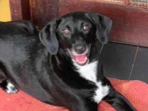 Cachorro raça Srd idade  nome Pepe