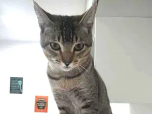 Gato raça Gato  idade 7 a 11 meses nome Ozzy 