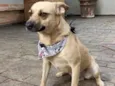 Pedro