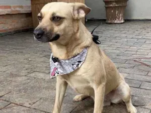 Cachorro raça Vira-lata idade 1 ano nome Pedro