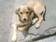 Bolinha