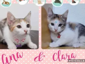 Gato raça Srd idade 2 a 6 meses nome Clara e Ana 