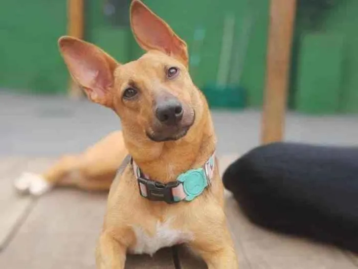 Cachorro raça Srd idade  nome Maria