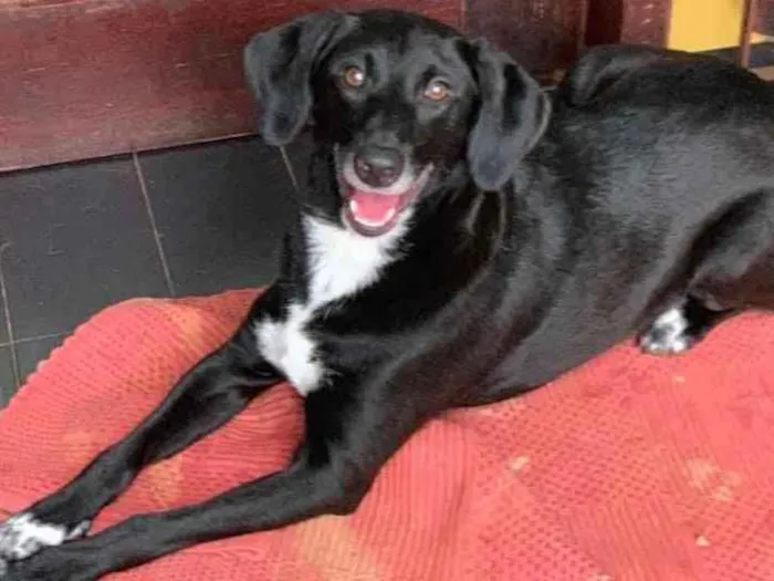 Cachorro raça Srd idade  nome Pepe