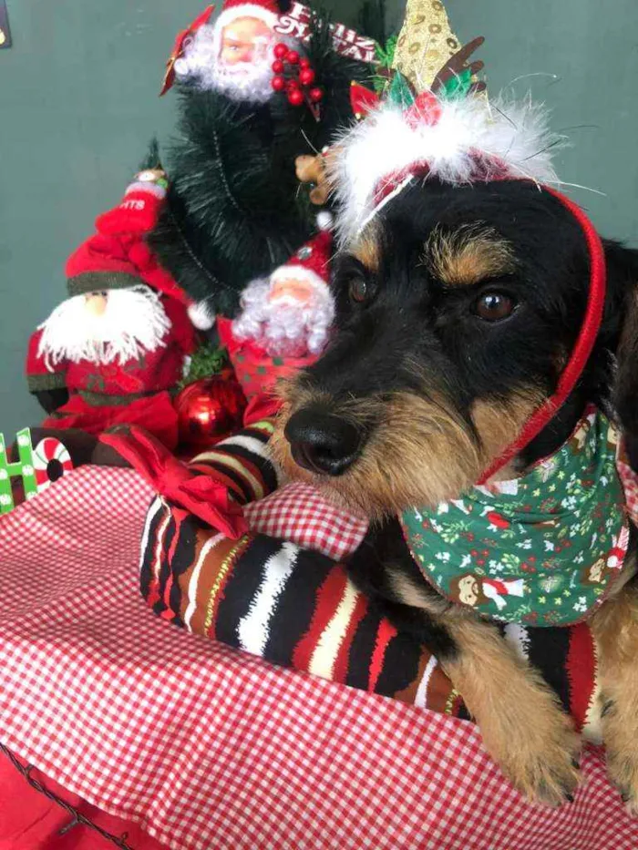 Cachorro ra a SRD idade 1 ano nome JUBINHA