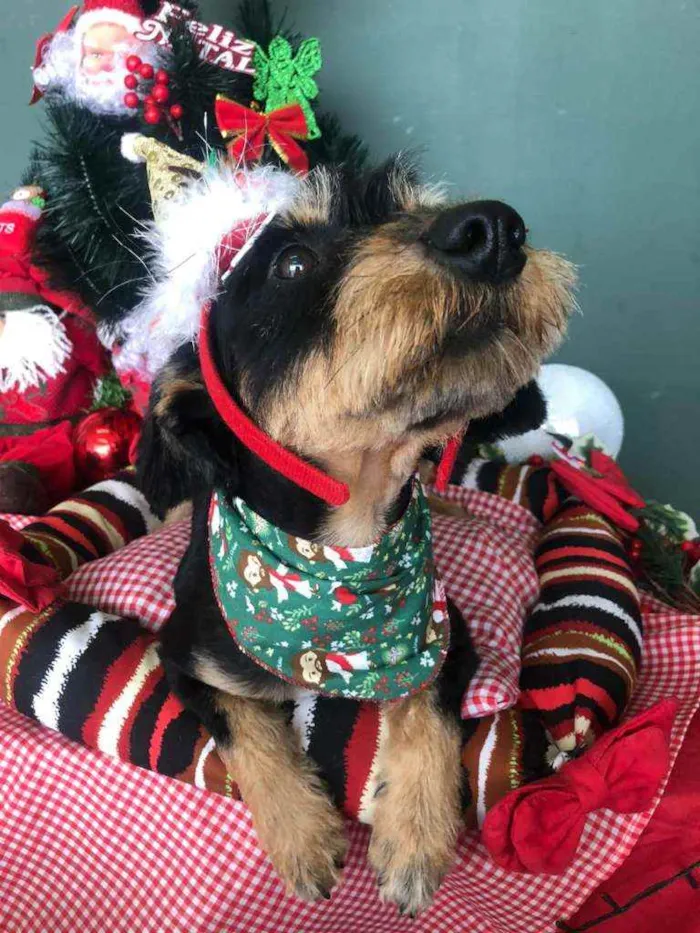 Cachorro ra a SRD idade 1 ano nome JUBINHA