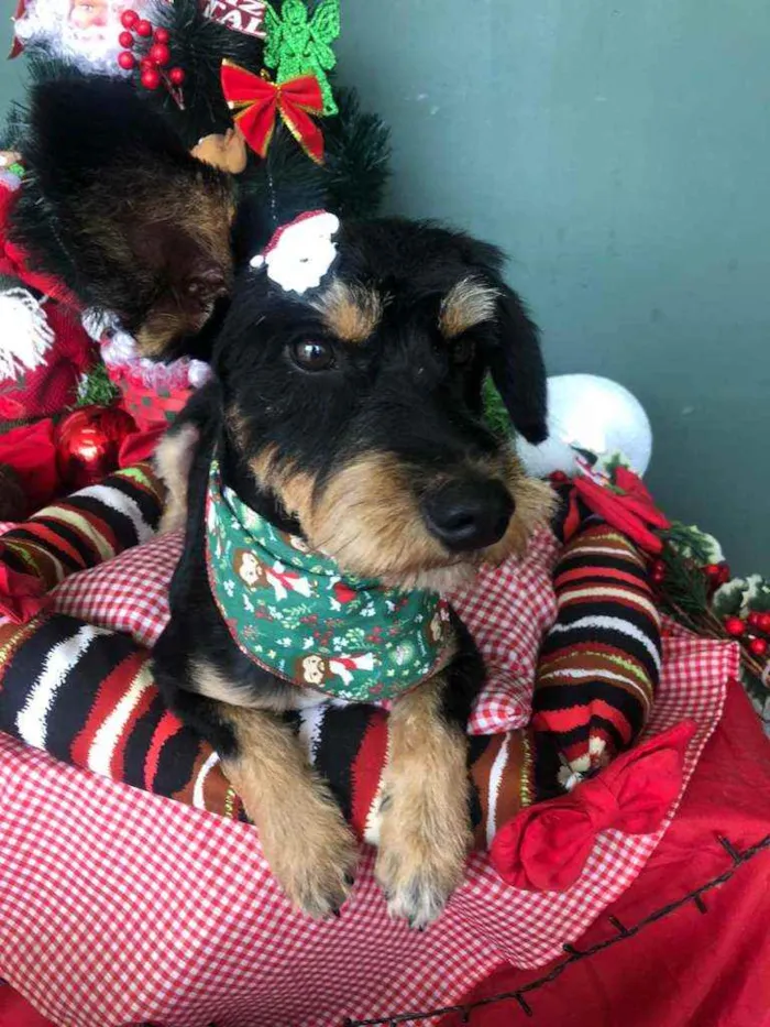 Cachorro ra a SRD idade 1 ano nome JUBINHA