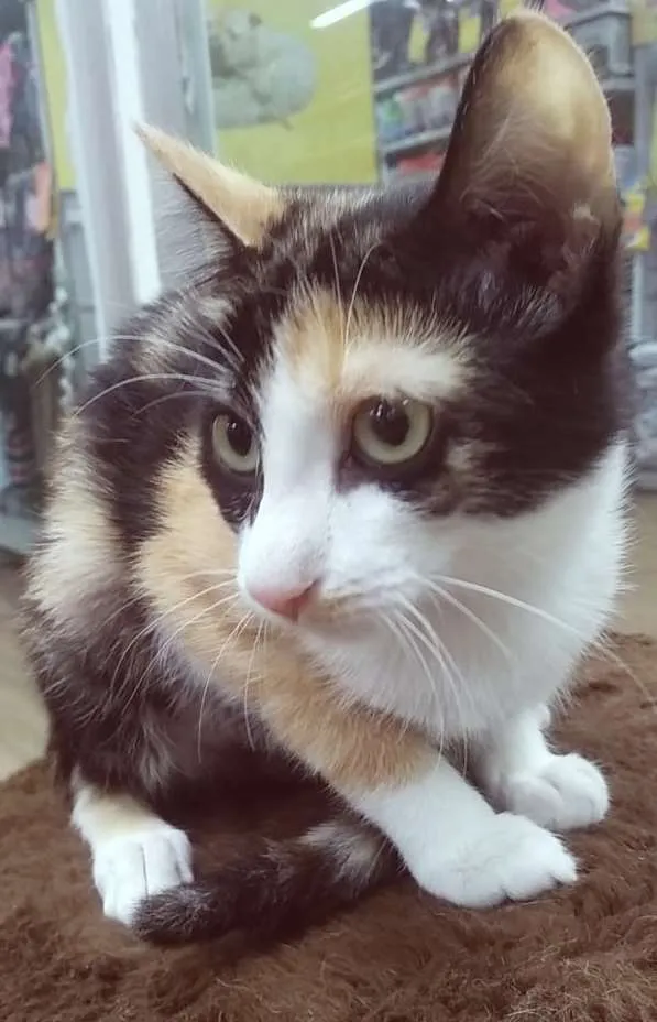 Gato raça SRD idade 2 a 6 meses nome LEDA TRICOLOR