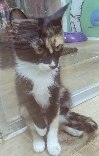 Gato raça SRD-ViraLata idade 2 a 6 meses nome LIDIA TRICOLOR